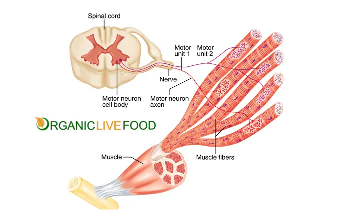 nervous muscular systems